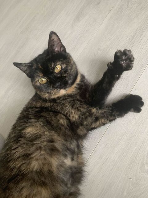 Magnat 200 44000 Nantes