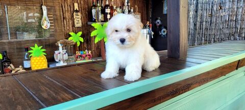 CHIOT MORKIE m&acirc;le ( bichon maltais x yorkshire)  600 41700 Le controis-en-sologne