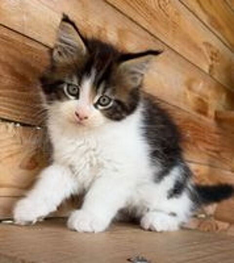   🐾✨ Maine Coon LOOF – Polydactyles – Gros gabarit 🦁 – Tests R.A.S 🧬 – Prestigieuses origines ✨ 