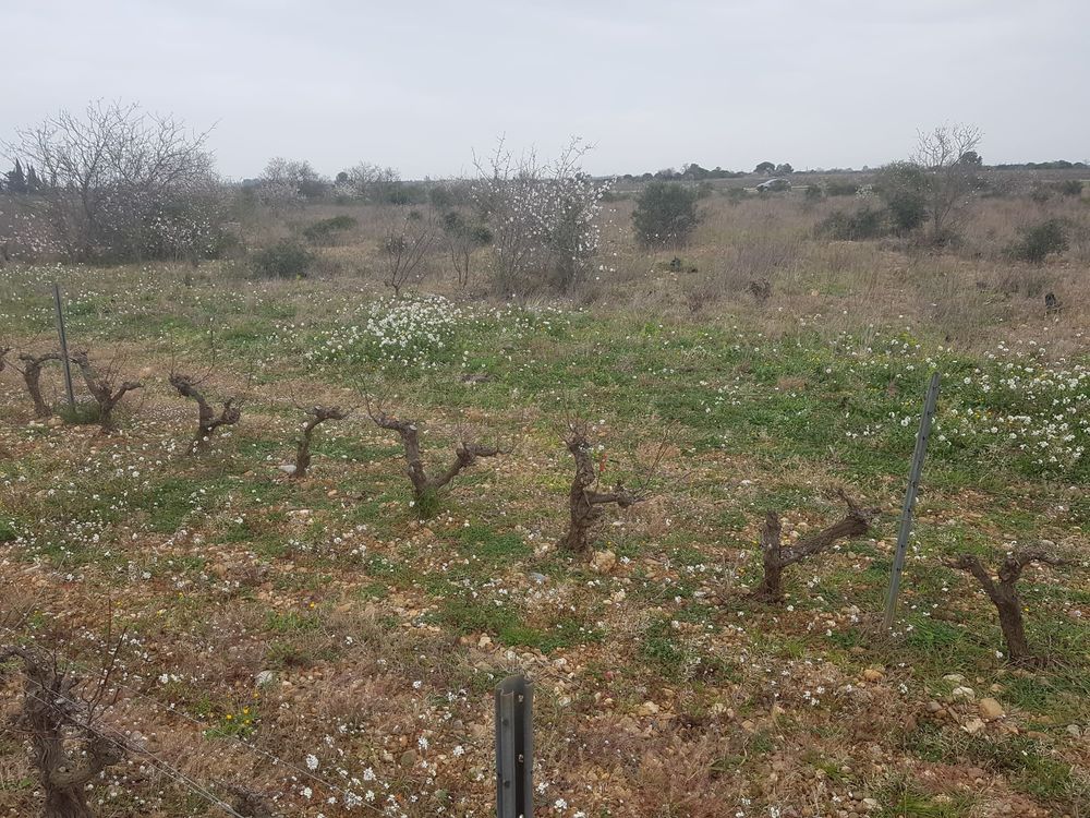 Vente Terrain Terrain Agricole/phovoltaiqu Salses 42°47'23.4