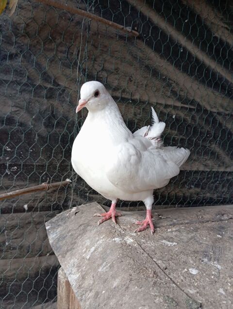 Pigeon paon blanc 20 42800 Rive-de-gier