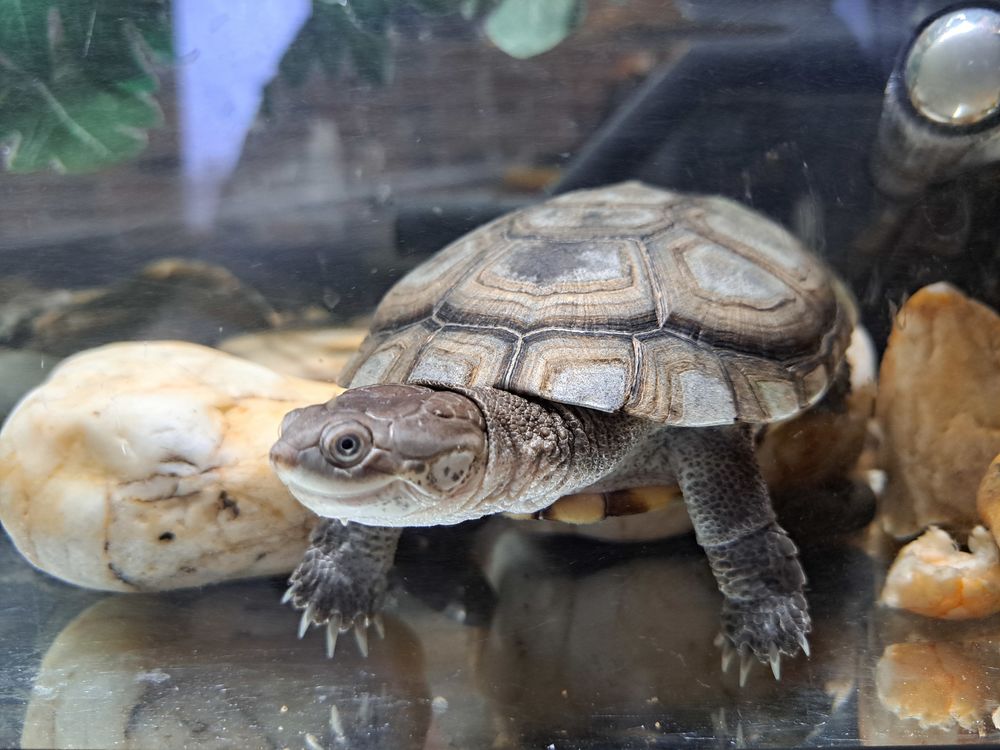   Tortue pelomedusa  