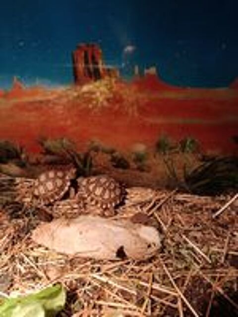   Sulcata centrochelys  