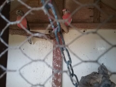 Oiseaux bagues multicolores de l ann&eacute;e 80 49340 Tr�mentines