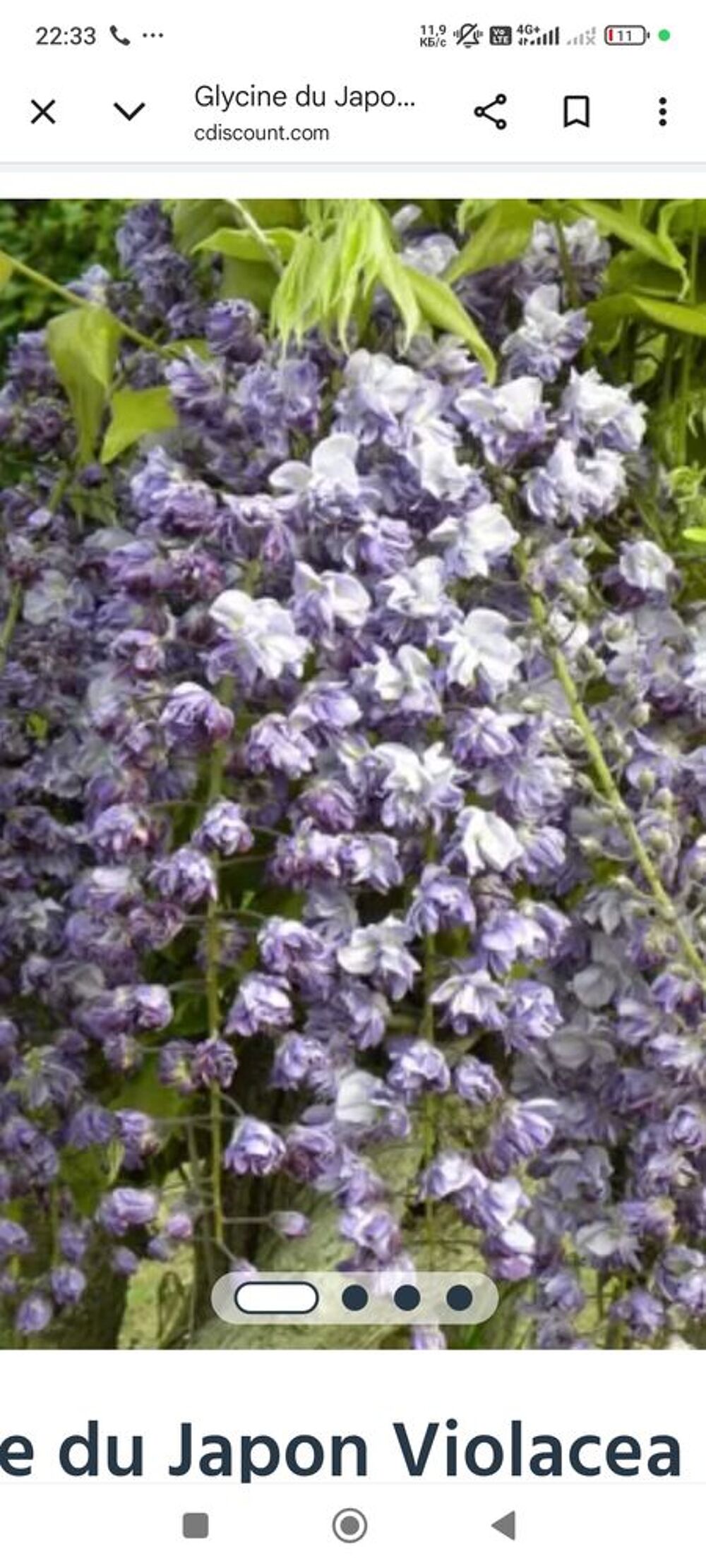 glycine double Jardin