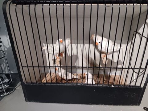 mandarin blanc 15 91600 Savigny-sur-orge