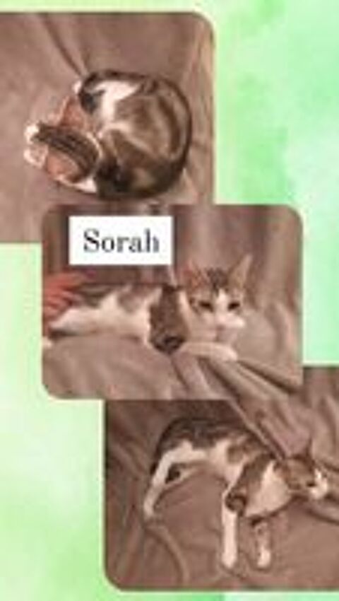   Sorah, petite minette adorable, coeur  prendre 