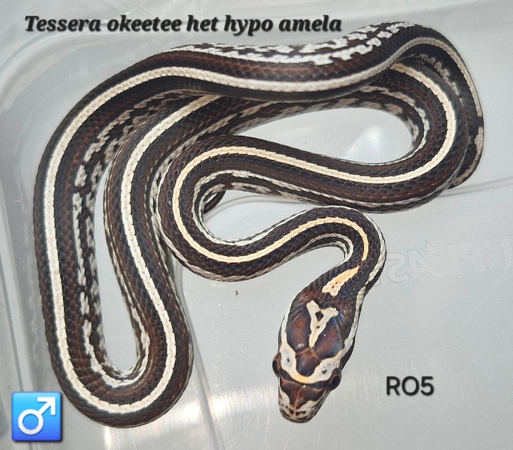   Pantherophis guttatus okeetee et classique  