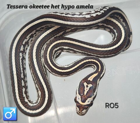 Pantherophis guttatus okeetee et classique 30 94380 Bonneuil-sur-marne