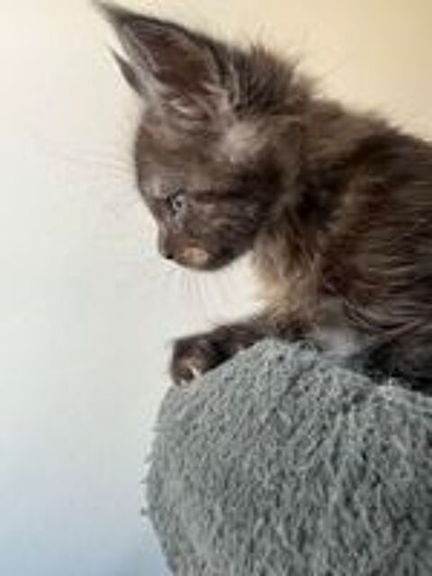   Chaton Maine coon lignée russe 
