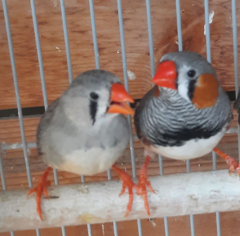   Diamants mandarins  
