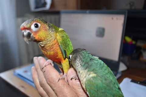 C&egrave;de conures EAM 180 34080 Montpellier