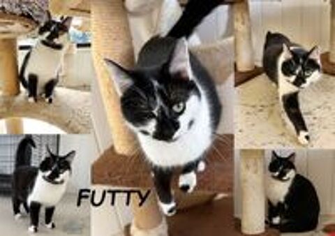  Futty 1 an borgne à adopter 