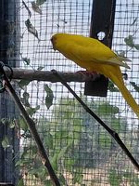   Oiseaux 