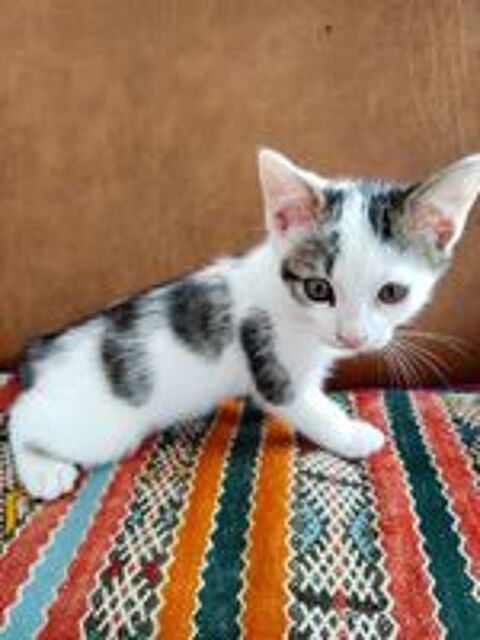   3 CHATONS CHERCHENT FAMILLE D'ACCUEIL 