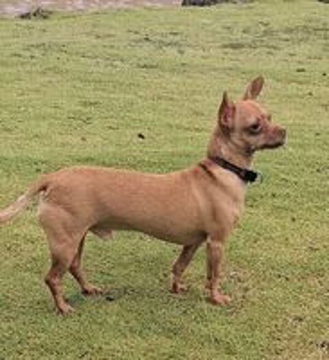   COCO, le petit chien attachant 
