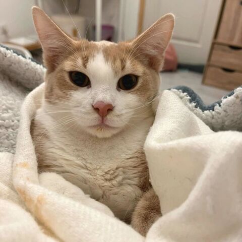 ELBO, joli chaton a l'adoption  1 26290 Donz�re