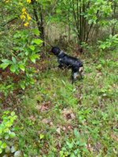   Vente chiots males épagneuls bretons 