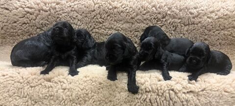 chiots cockers anglais lof 1500 42140 Ch�telus
