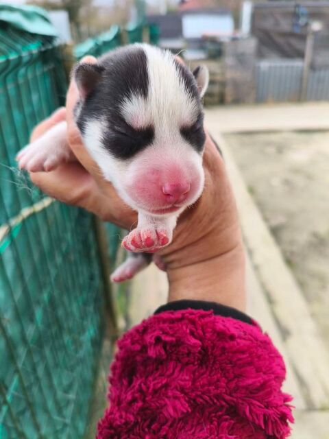Chiot husky 0650891761 600 33860 Marcillac