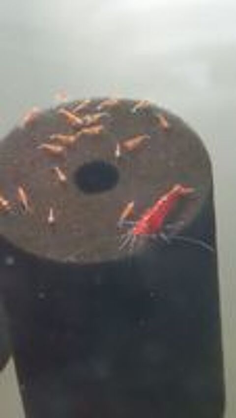   crevettes red cherry  