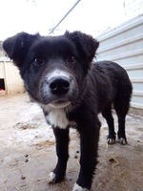   Speedy à l'adoption 