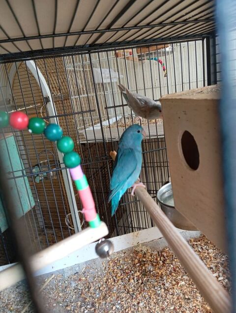 3 Toui celeste male  bleu 45 45100 Orleans