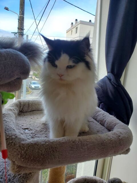 Chat persan/main coon 500 24750 Trlissac