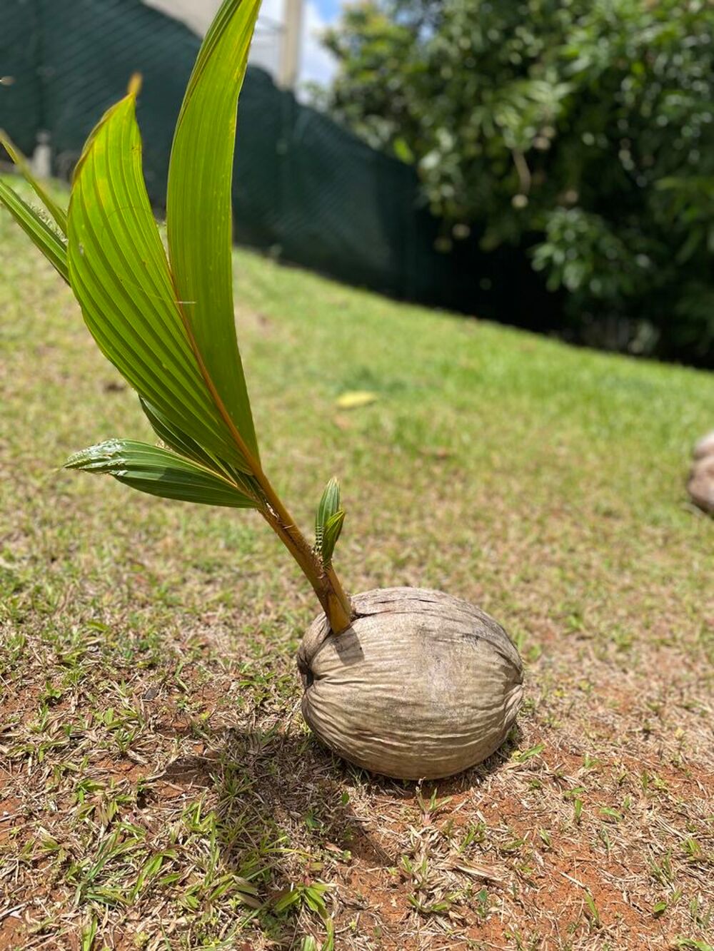 Plan coco nain Jardin