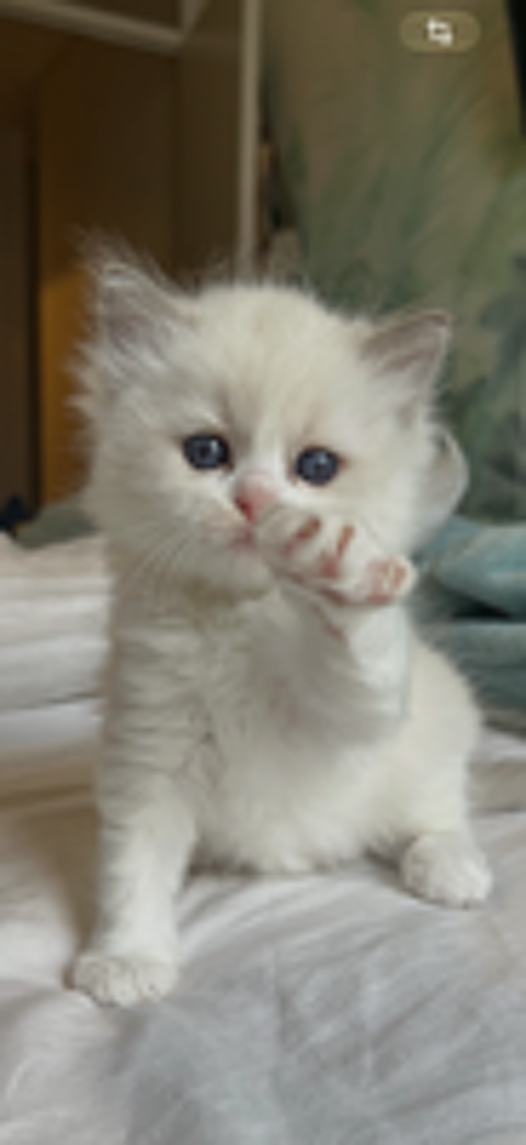   Magnifiques chatons Ragdoll 