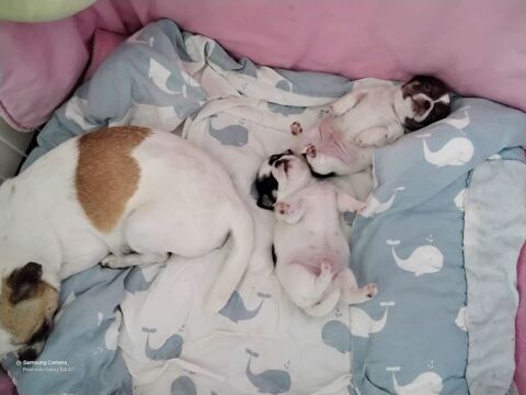 Chiots Chihuahuas 850 07290 Quintenas