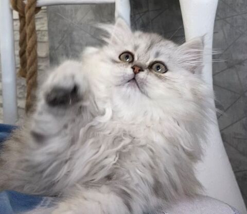Chaton persan mâle 500 62820 Libercourt