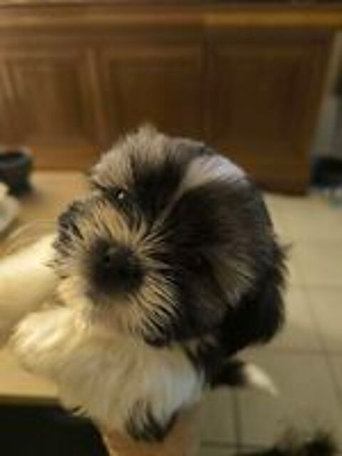   Shorkie Tzu mâles et femelles 

