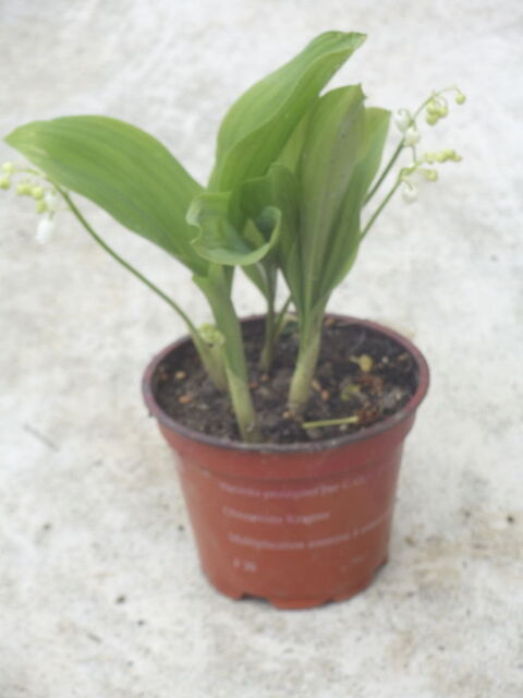 Muguet 2 Castelnaudary (11)