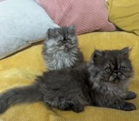   Chatons persans  