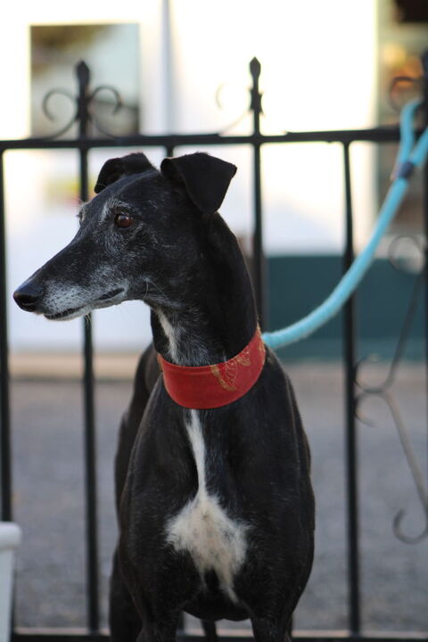 MORA, plus douce qu'un plaid, un coeur de velours et une tête de coquine 315 24140 Douville