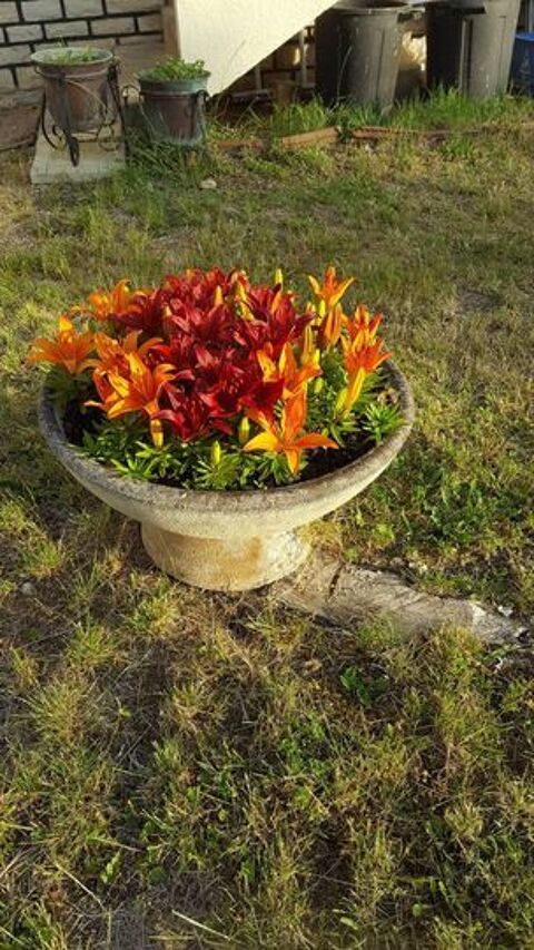 Magnifique vasque fleurs de lys nain N1227 50 Beaune (21)