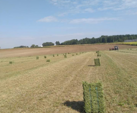 petites balles de foin de prairie 2025 ,il pas de s&eacute;ne&ccedil; 3 81500 Fiac
