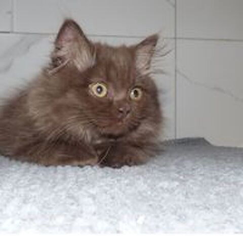   Chatons british shorthair et longhair LOOF 