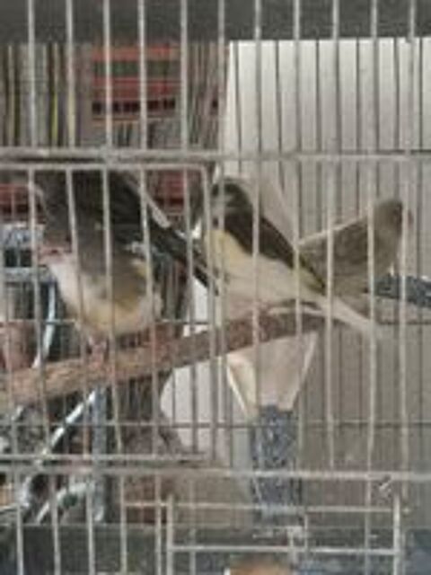   Femelles canari 2025 