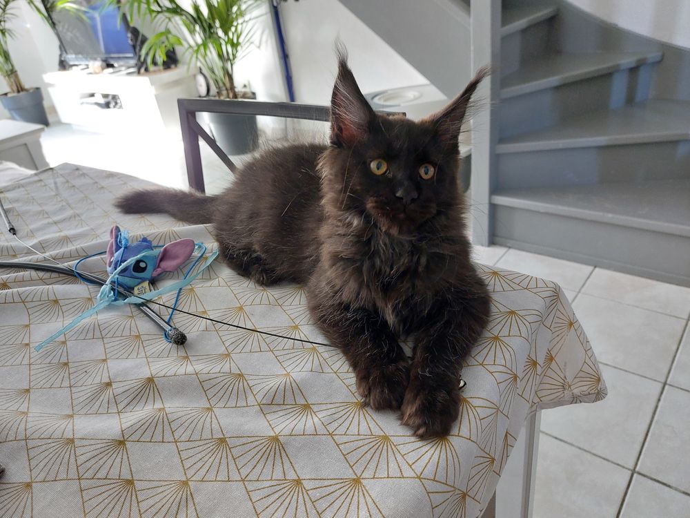   Chatons maine coon  
