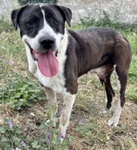   BAPTISTE, cane corso, 8 ans DON LIBRE 
