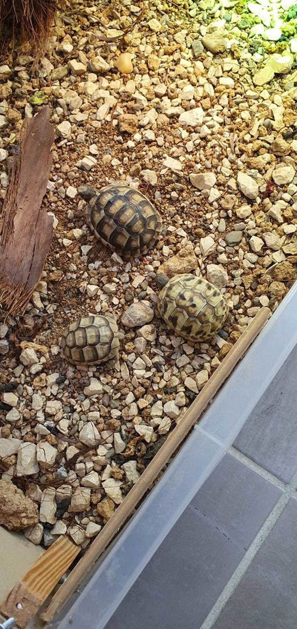 Tortues juv&eacute;niles disponibles Jardin