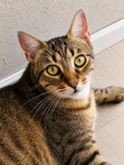   YUKA CHAT TIGRE 1 AN 1/2 