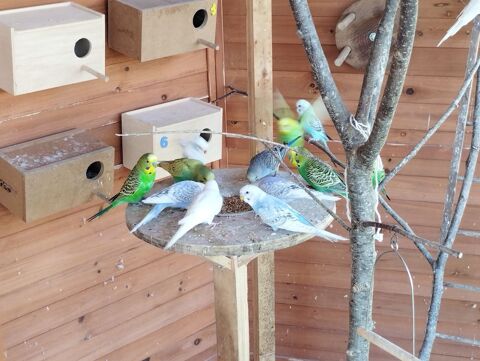  perruches ondulées , 10 31260 Montespan