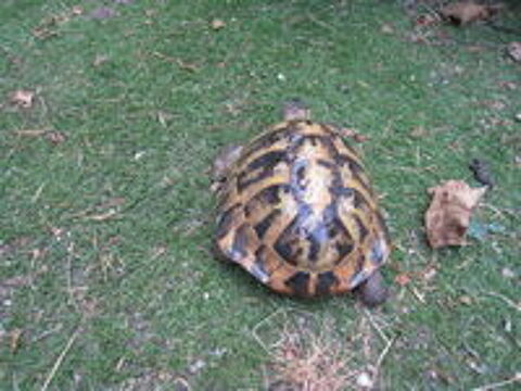   beau  Mâle tortue adulte 