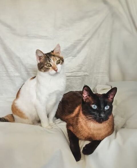 COKE et RON 460 27620 Gasny