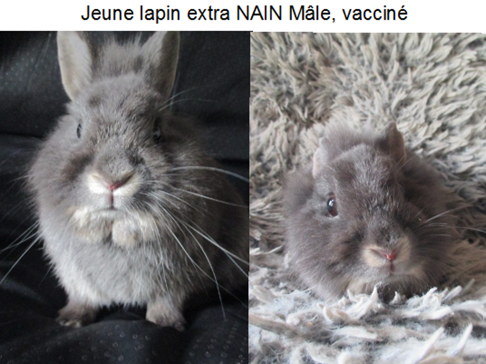   jeune lapin TOY, M�le ou femelle 