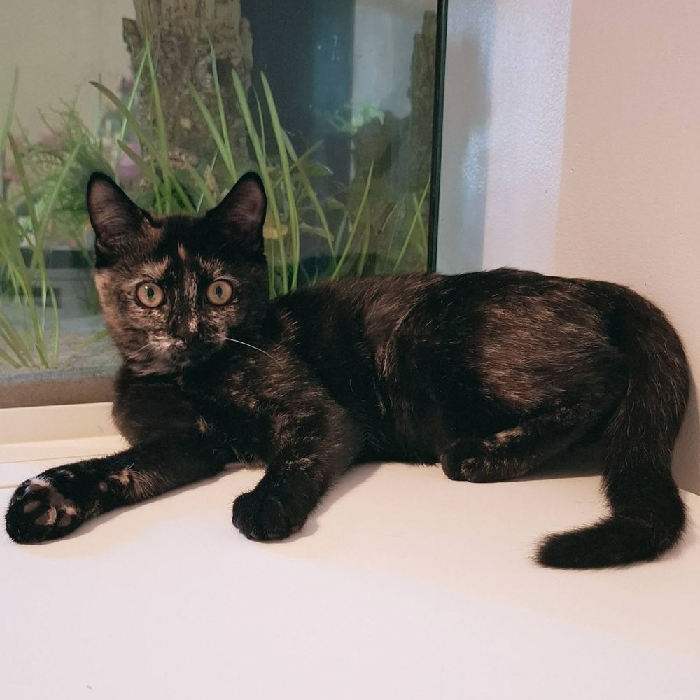   NALLA 