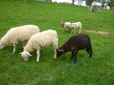 Agneaux Moutons petite taille 85 19000 Tulle